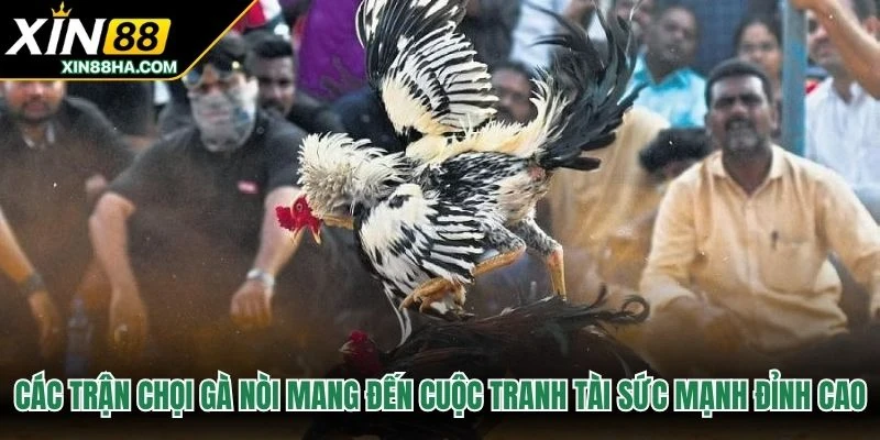Các trận chọi gà nòi mang đến cuộc tranh tài sức mạnh đỉnh cao